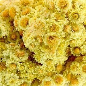 Helicriso o Sol de Oro (Helicrysium italicum o arenarium)