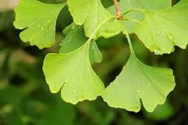 Ginkgo Biloba, 90 cap. El Granero Integral - Imagen 3