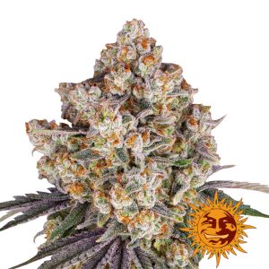 Semillas de cannabis feminizadas Ice Cream Cake de Barney’s Farm