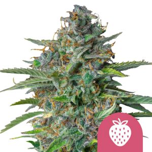Semillas de cannabis feminizadas Royal Queen Seeds Strawberry Cough (paquete de 5 semillas)